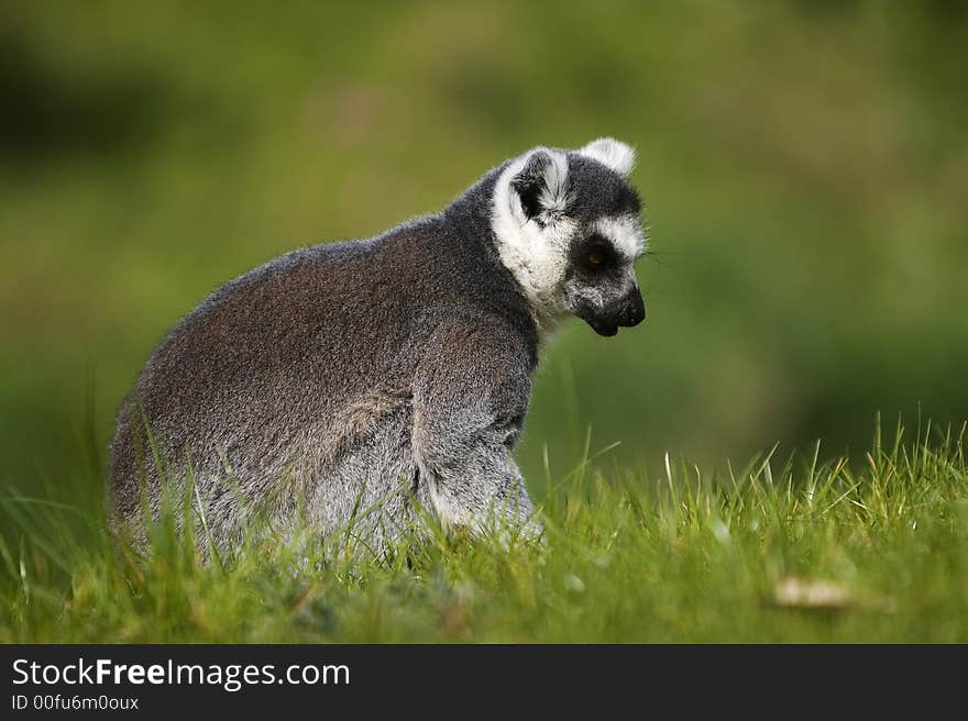 Ring tailed lemur I