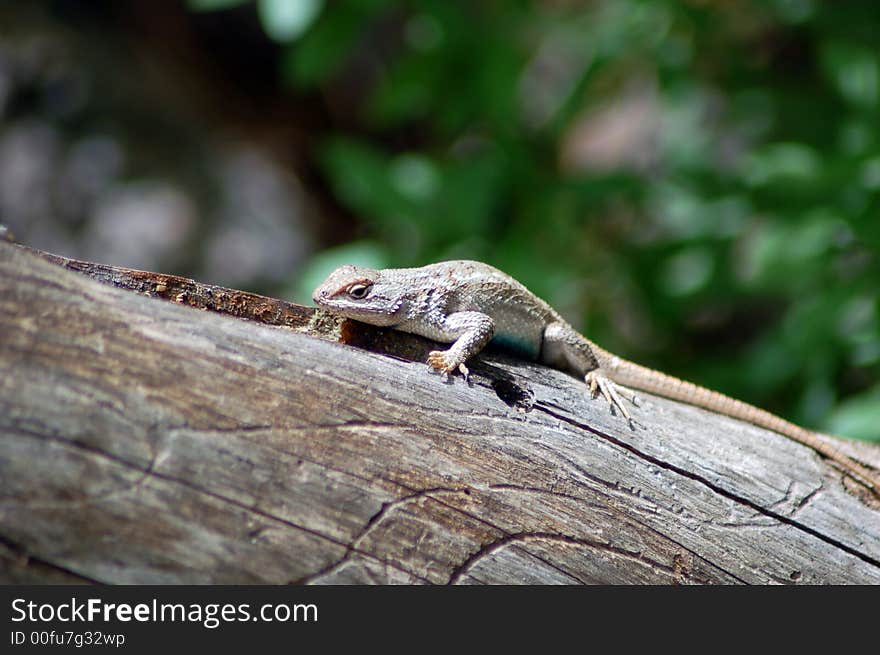 Lizard basking in the sun on a log. Lizard basking in the sun on a log