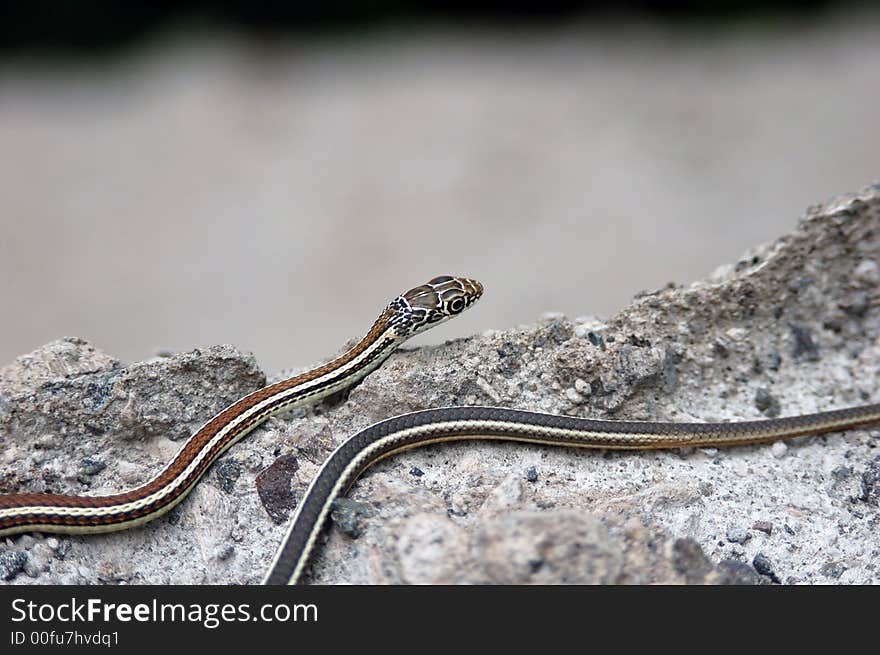 Garter Snake