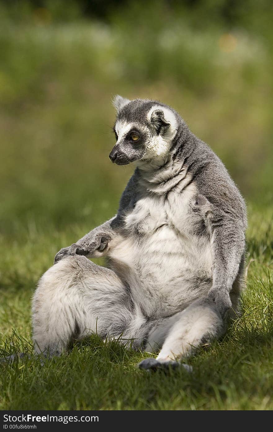 Ring tailed lemur II