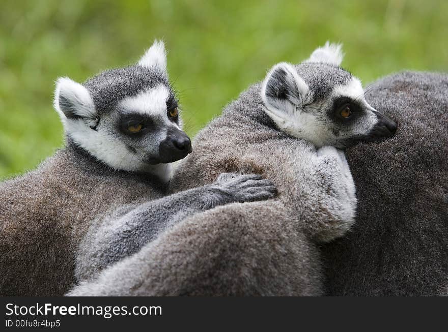 Ring tailed lemur IV