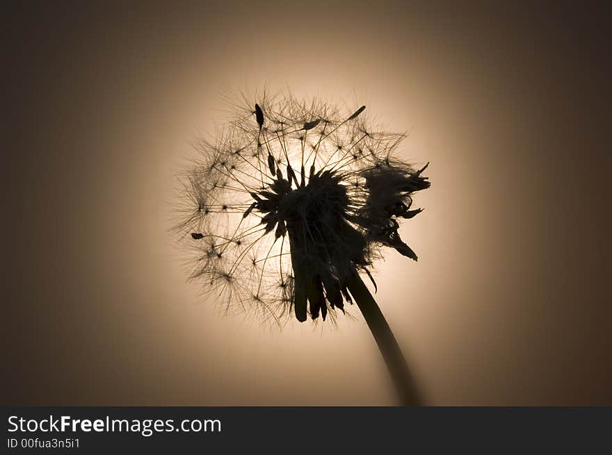 A dandelion backlit by an incandescent lightbulb. A dandelion backlit by an incandescent lightbulb