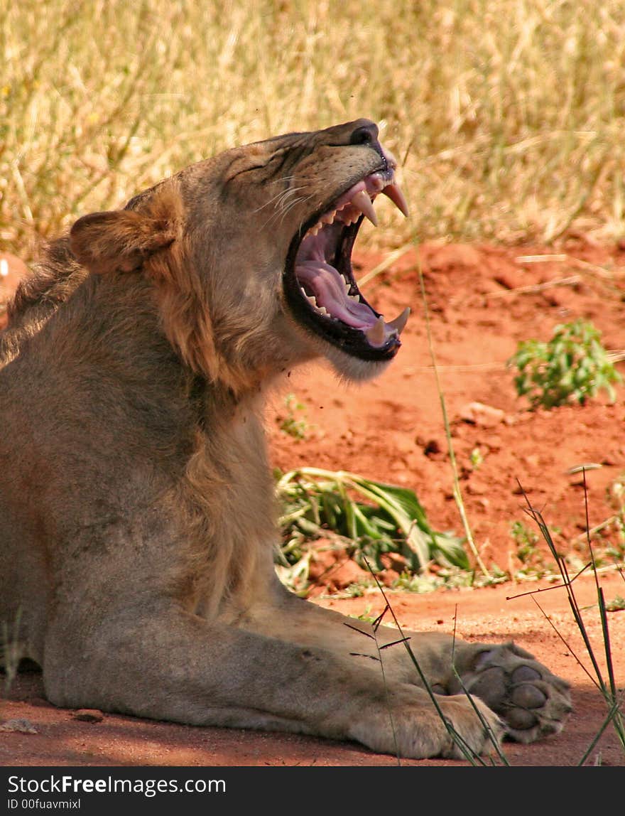 A Yawning Lioness in Ruaha national park Serengeti