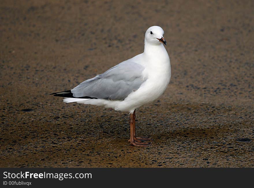 Seagull