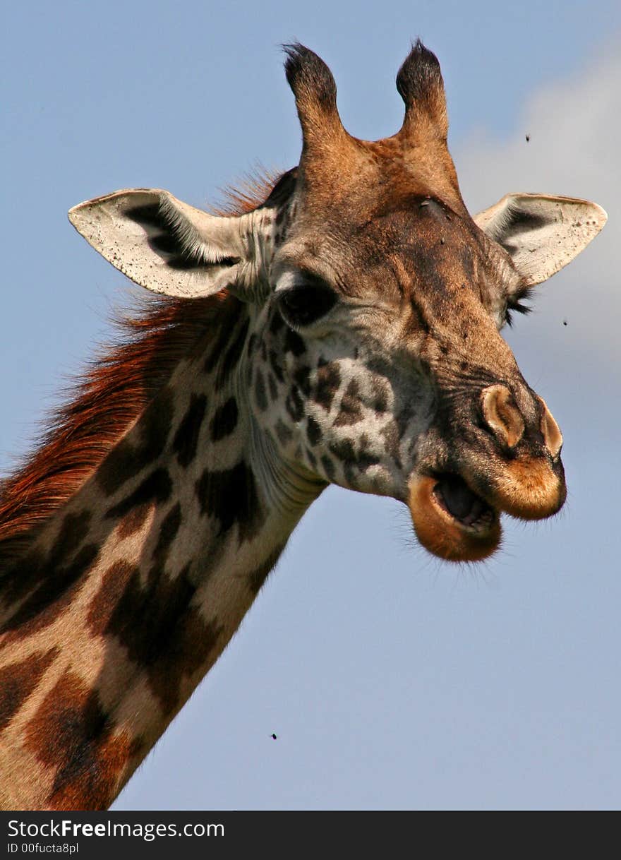 Profile of Giraffe eating