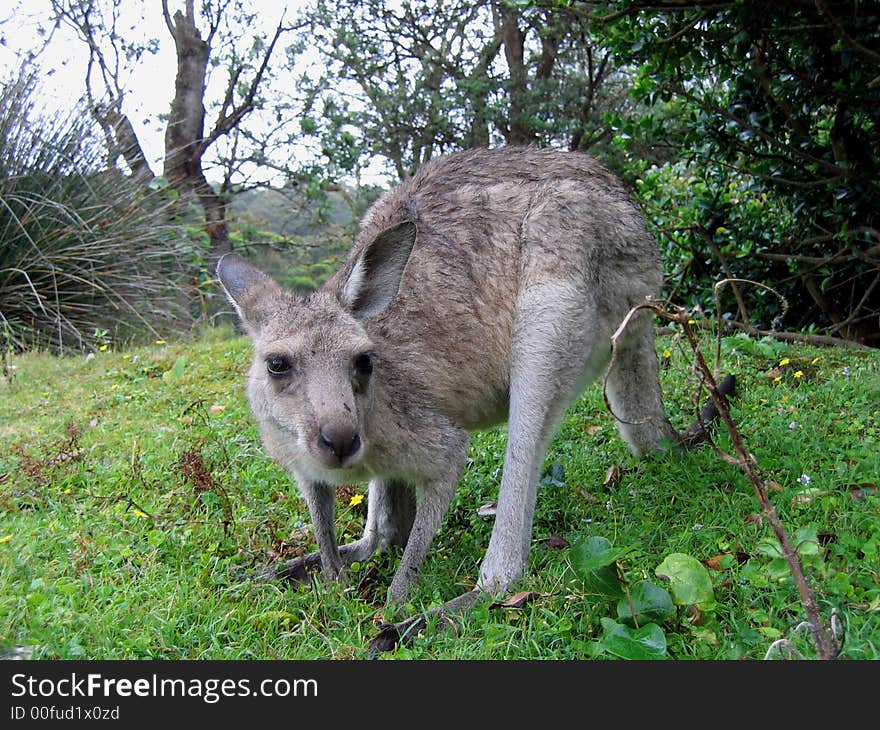 Kangaroo