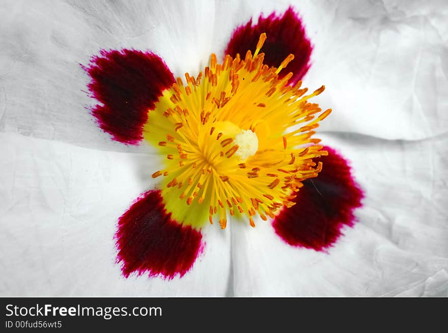 Close up of yellow and white flower