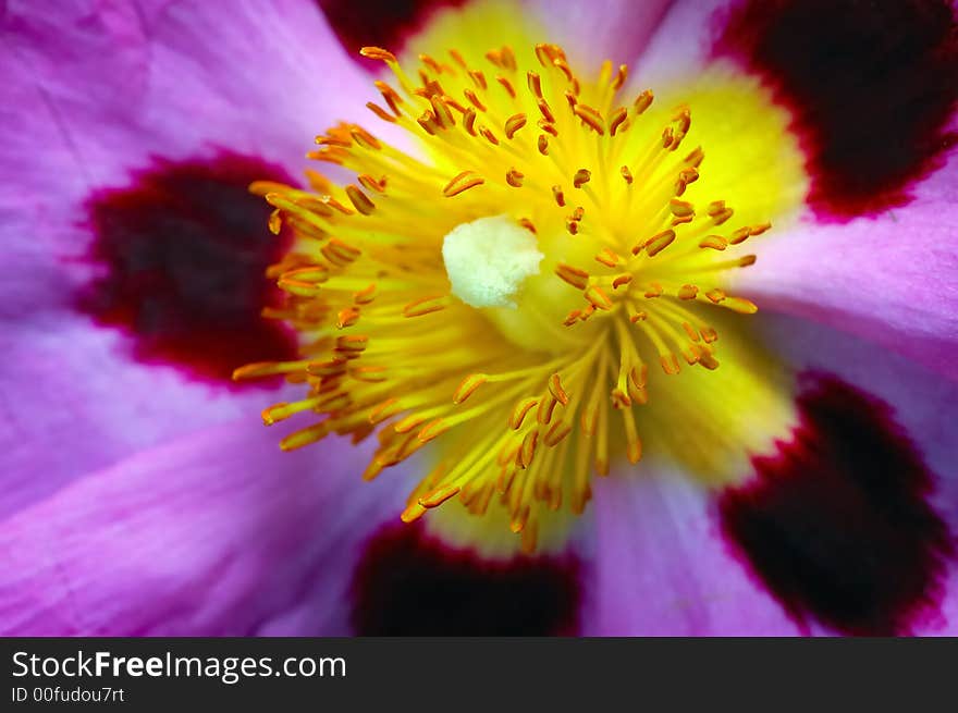 Close up of yellow and purple flowers