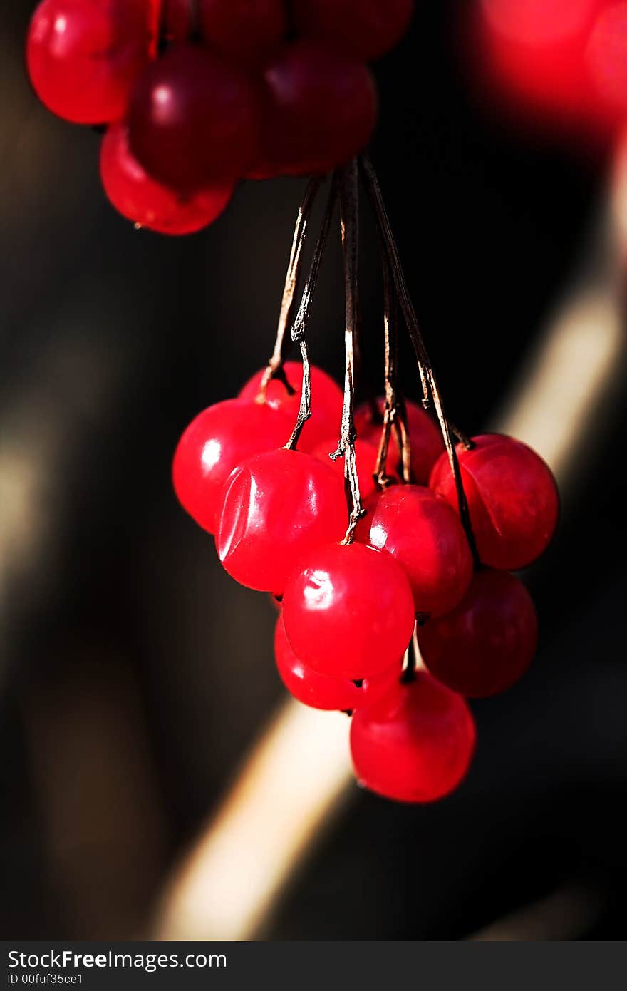 Spring, snowball-tree, last year`s berries, sun, (lens - 100mm, macro). Spring, snowball-tree, last year`s berries, sun, (lens - 100mm, macro).