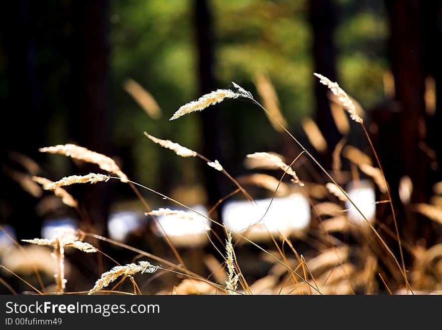 Spring, sunny afternoon, forest meadow, (lens - 70-200/4). Spring, sunny afternoon, forest meadow, (lens - 70-200/4).