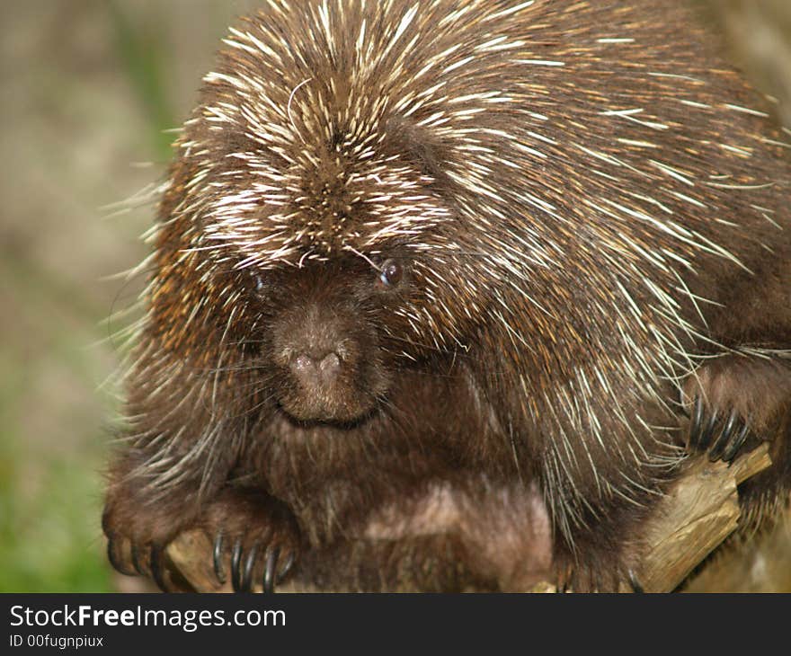 Porcupine