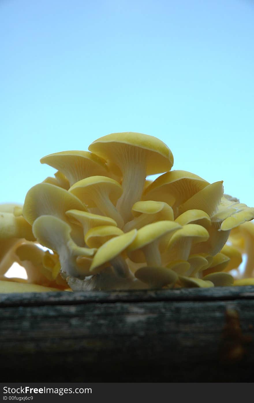 Yellow Oyster Mushrooms