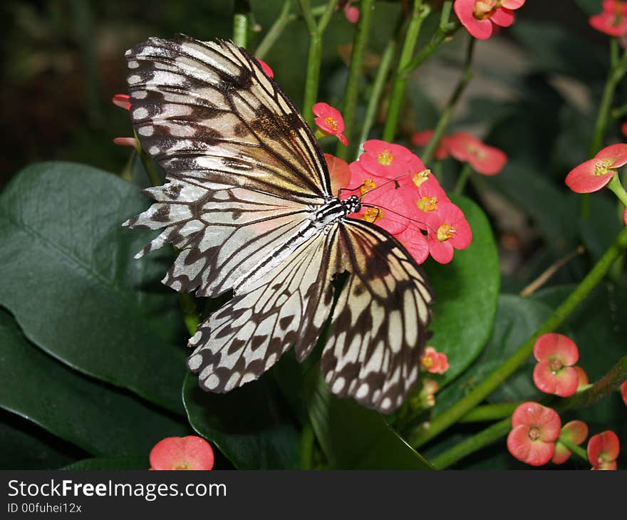 Butterfly On Pink Flower