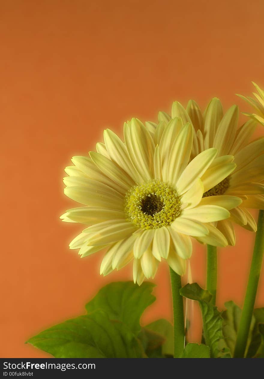 Some soft, pretty, yellow Gerber daisies on an orange background.