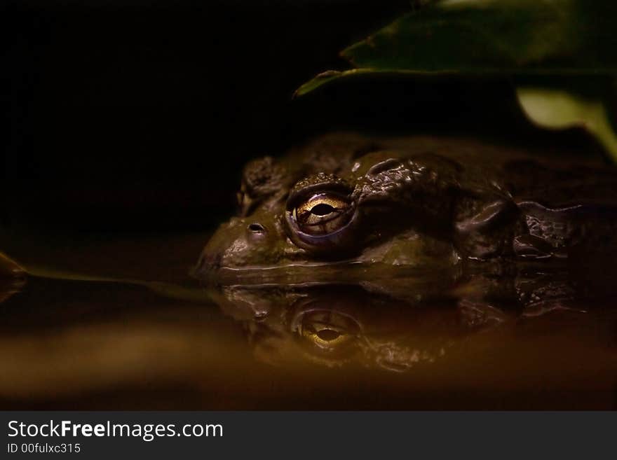 A toad in murky water sitting silently under a leaf at night