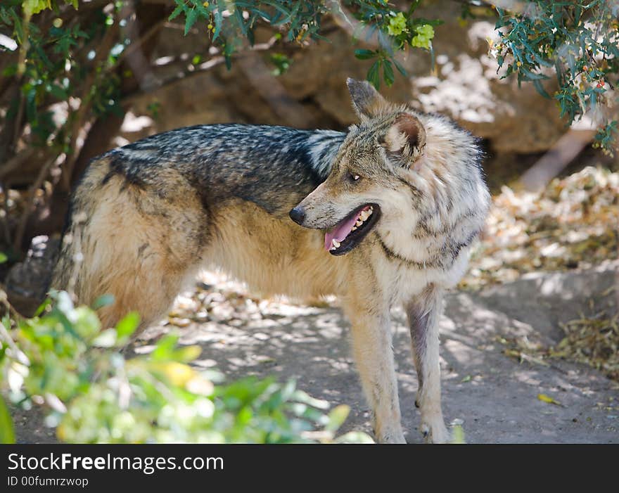 Grey desert wolf in a captive setting outside Tucson, AZ. Canon 5D/70-200. Grey desert wolf in a captive setting outside Tucson, AZ. Canon 5D/70-200