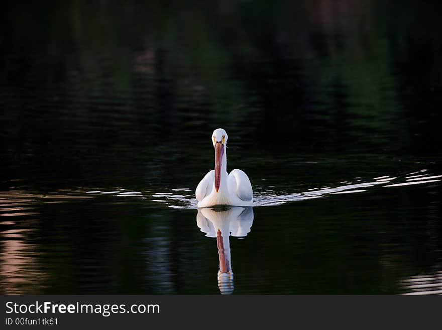 Swimmer