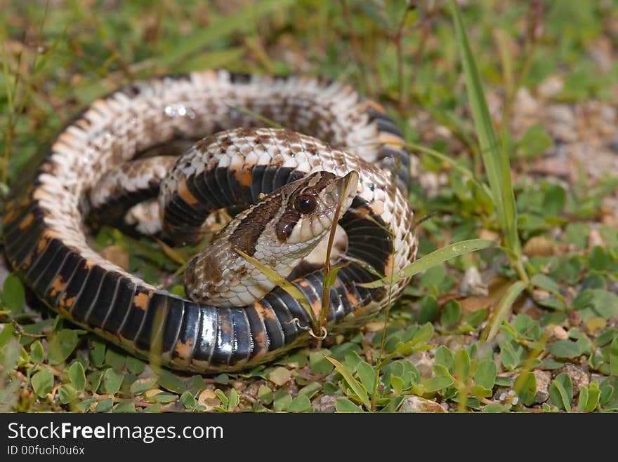 Western Hognose