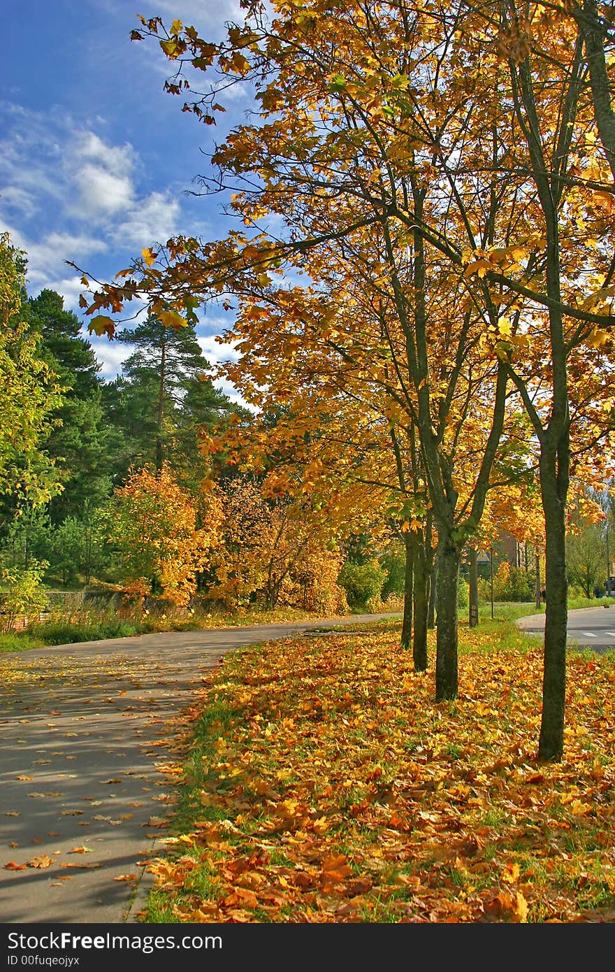 Landscape with golden maples and blue sky. Landscape with golden maples and blue sky