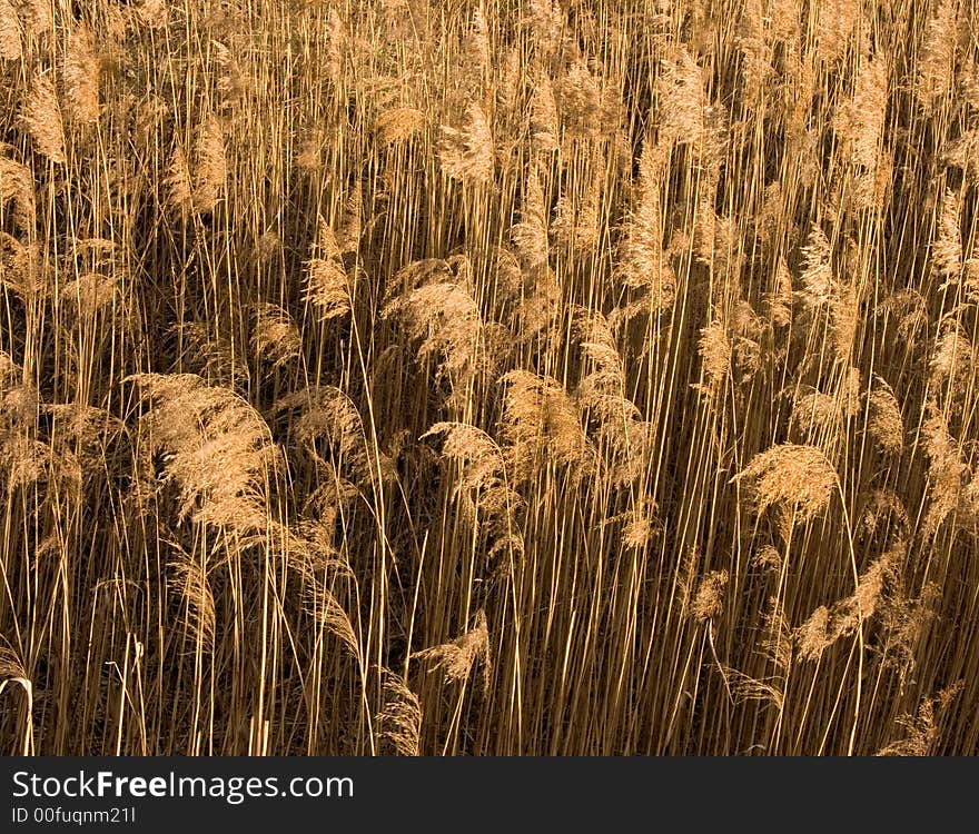 Dry Grass Texture