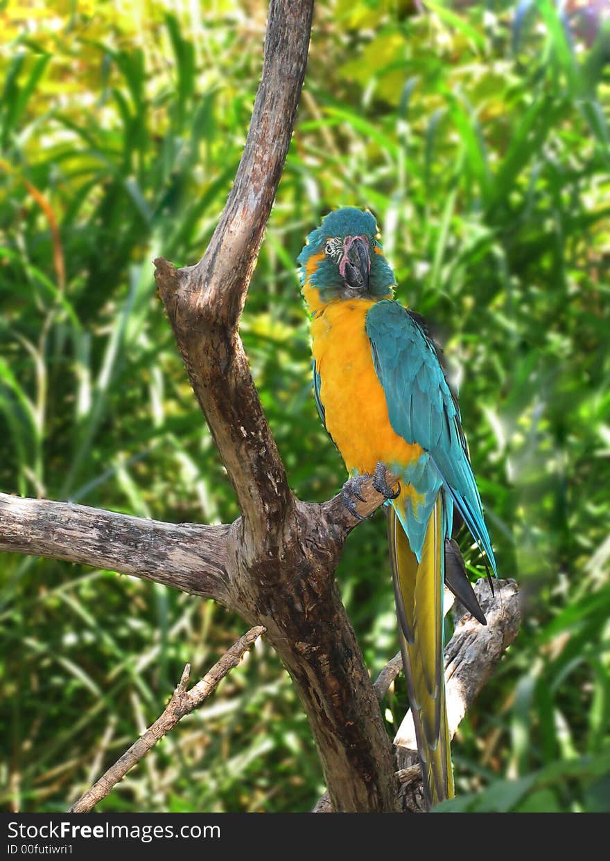 Yellow macaw on his natural backgrounds