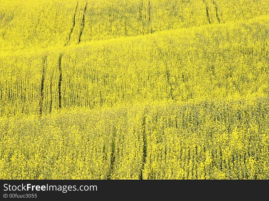 Yellow rape field as a background