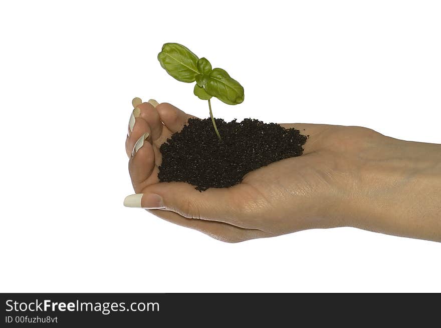 Small basil in hand on white isolated