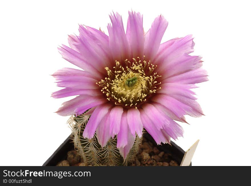 Flower of Echinocereus glasii isolated