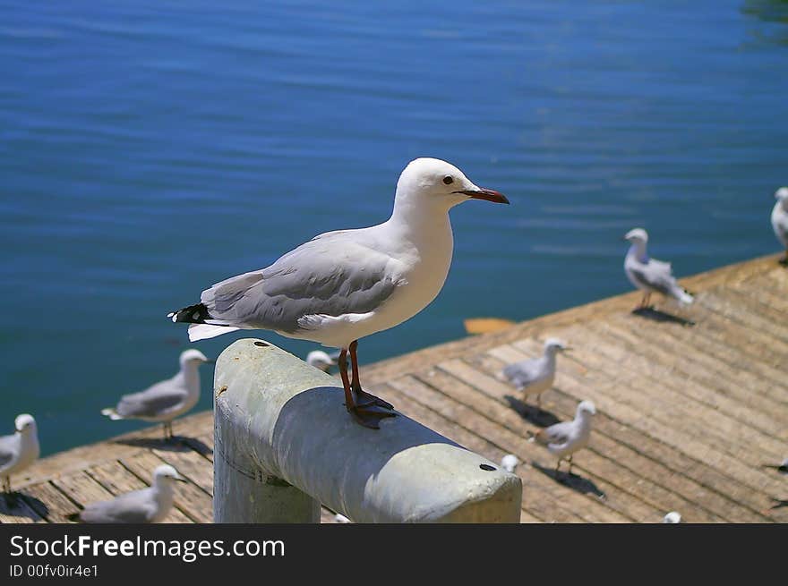 Seagulls waiting for food scraps on a deck by the ocean. Seagulls waiting for food scraps on a deck by the ocean