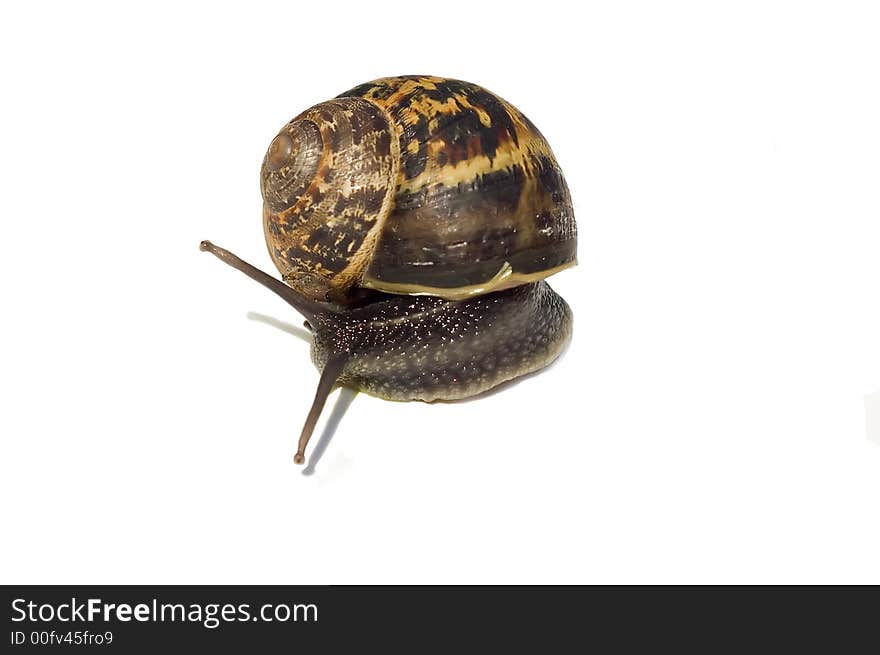 A closeup view of a snail with a beautiful shell, isolated on white background. A closeup view of a snail with a beautiful shell, isolated on white background.