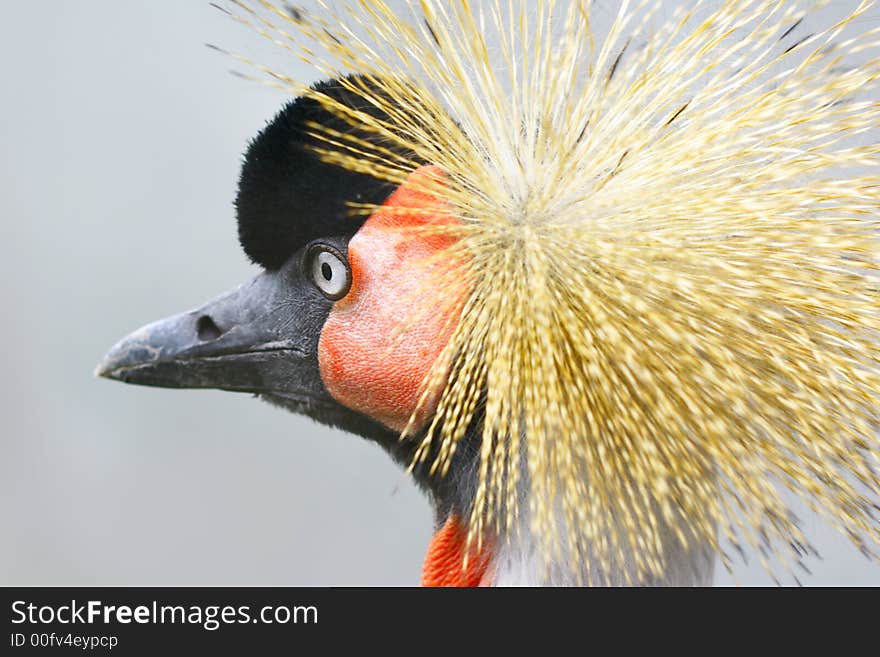 African crowned crane agains a grey background