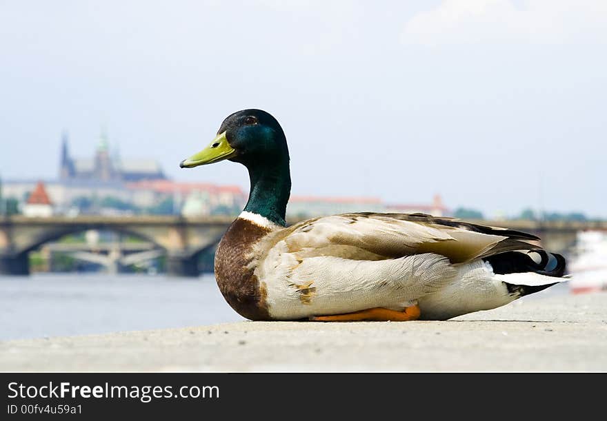 Duck in city sitting on the ground