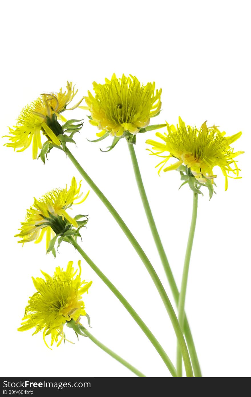 Flowering dandelions isolated over a white background