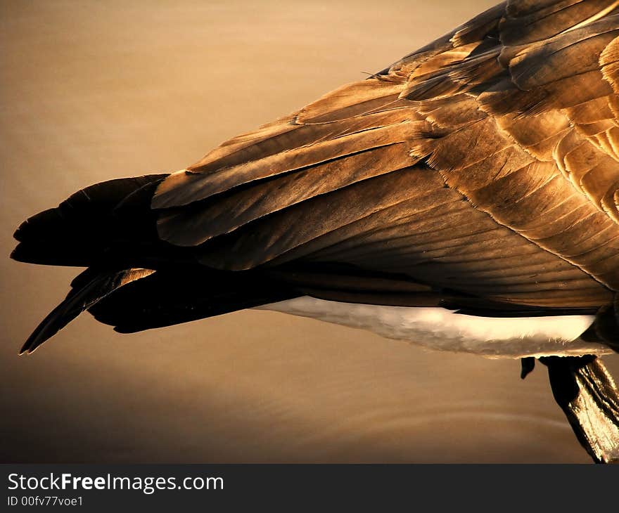 Goose feathers