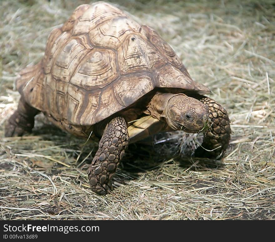 Radiated Tortoise 2