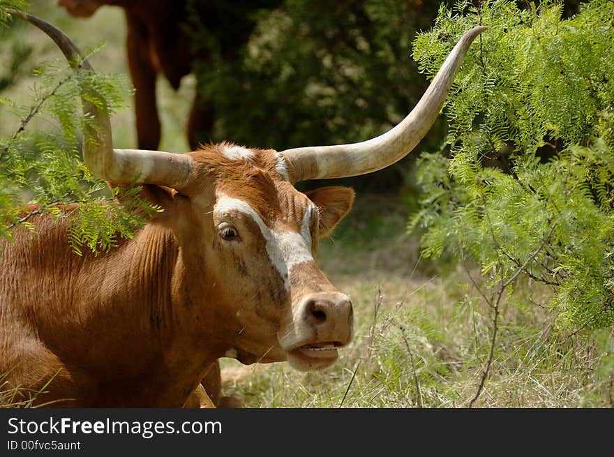 Longhorn in Mesquite Thicket