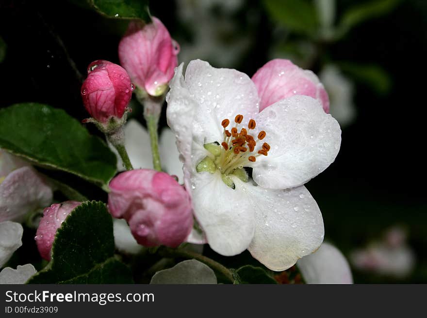 Apple tree flowers after the rain