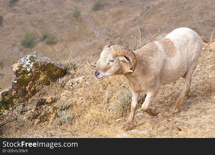 Ram on a rocky slope