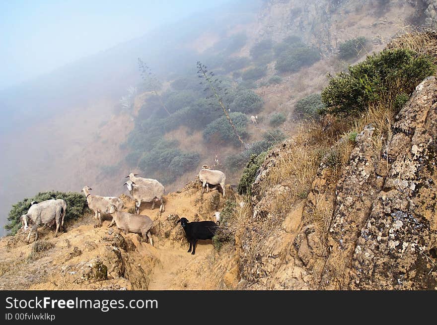 Sheep on a rocky slope