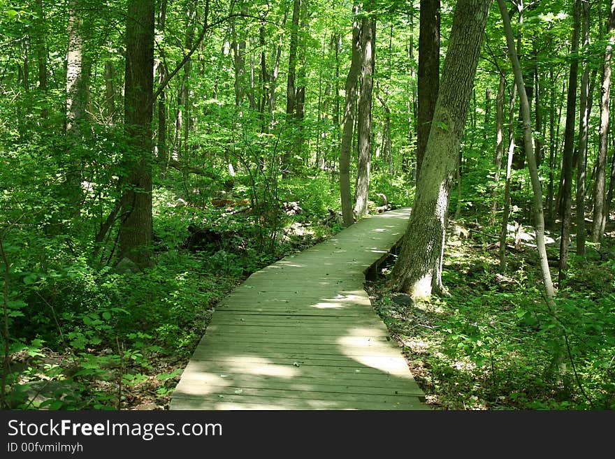 Bridge in woods