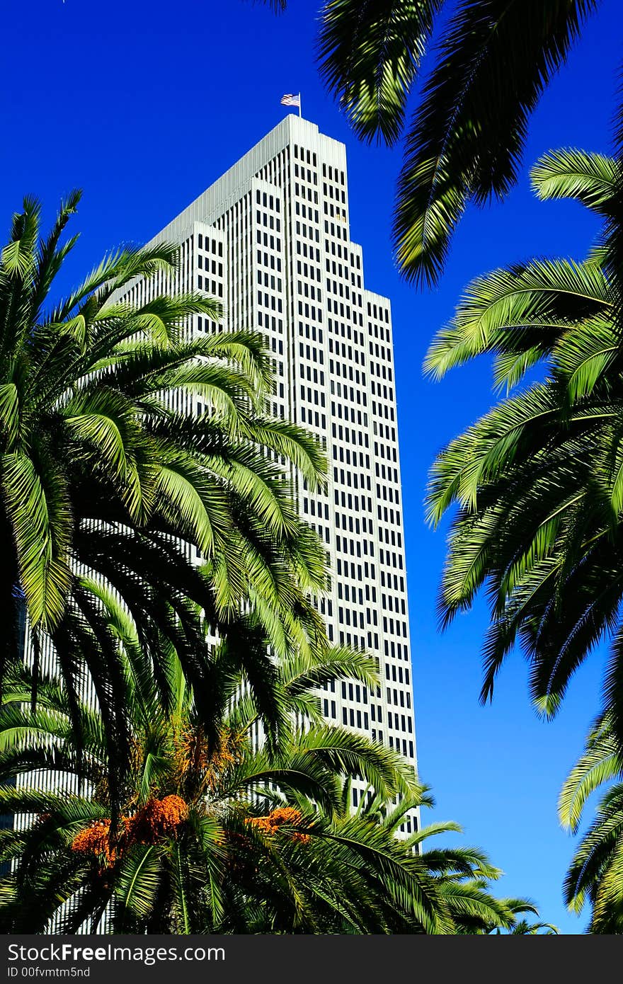 Palm trees and skyscrapers of San Francisco