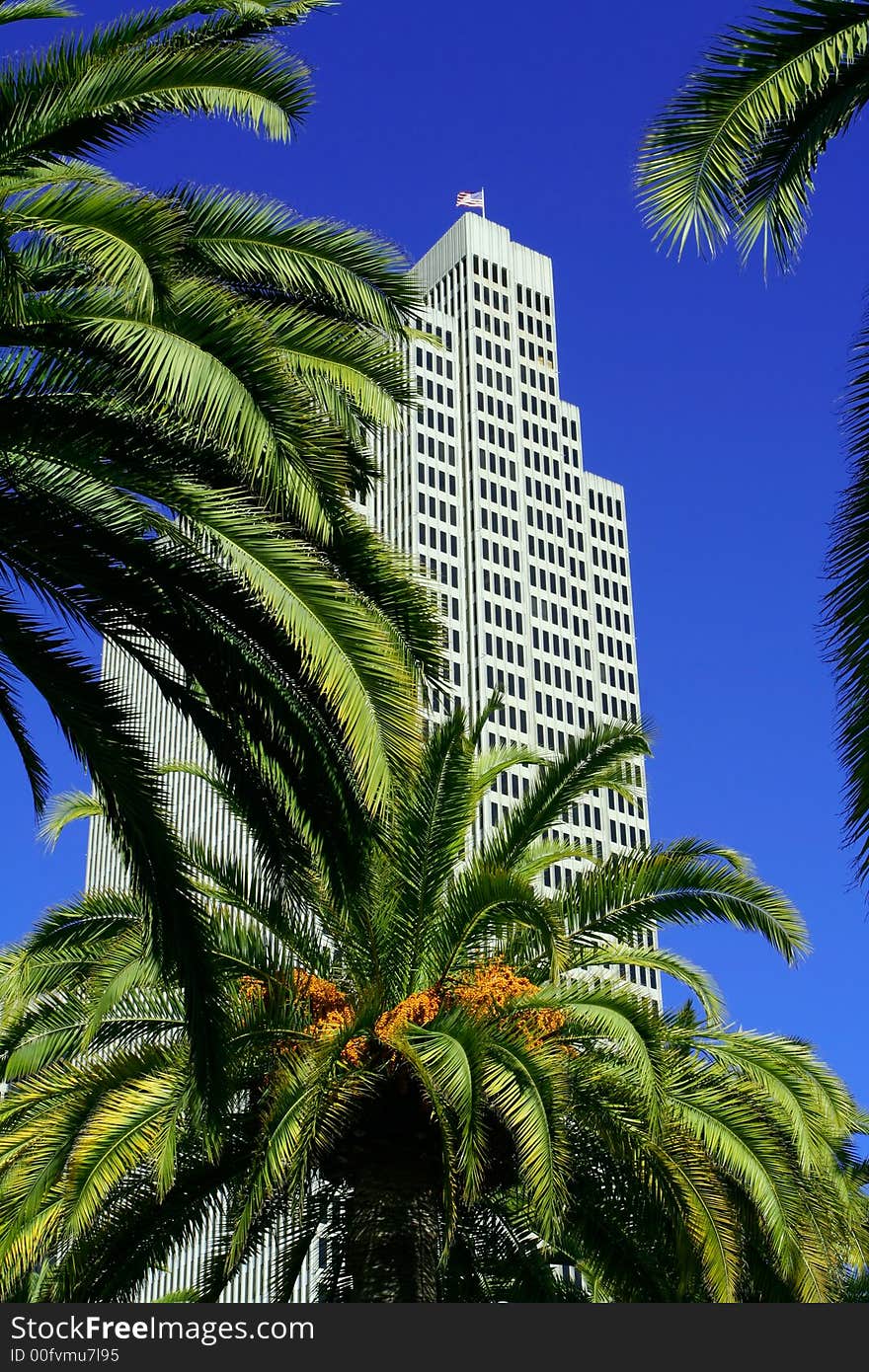 Palm trees and skyscrapers of San Francisco