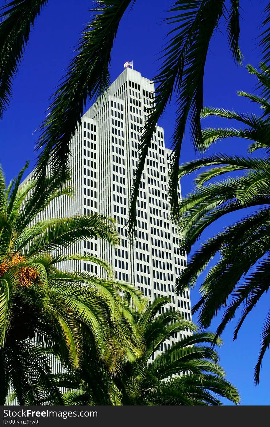 Palm trees and skyscrapers of San Francisco