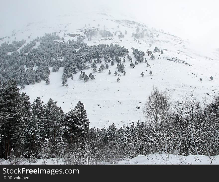 Elbsrus winter picture with cloudy fir forest. Elbsrus winter picture with cloudy fir forest