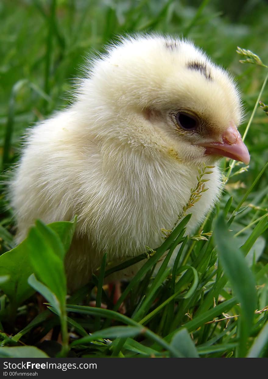 Chicken white agriculture animal baby bird birdsong chick