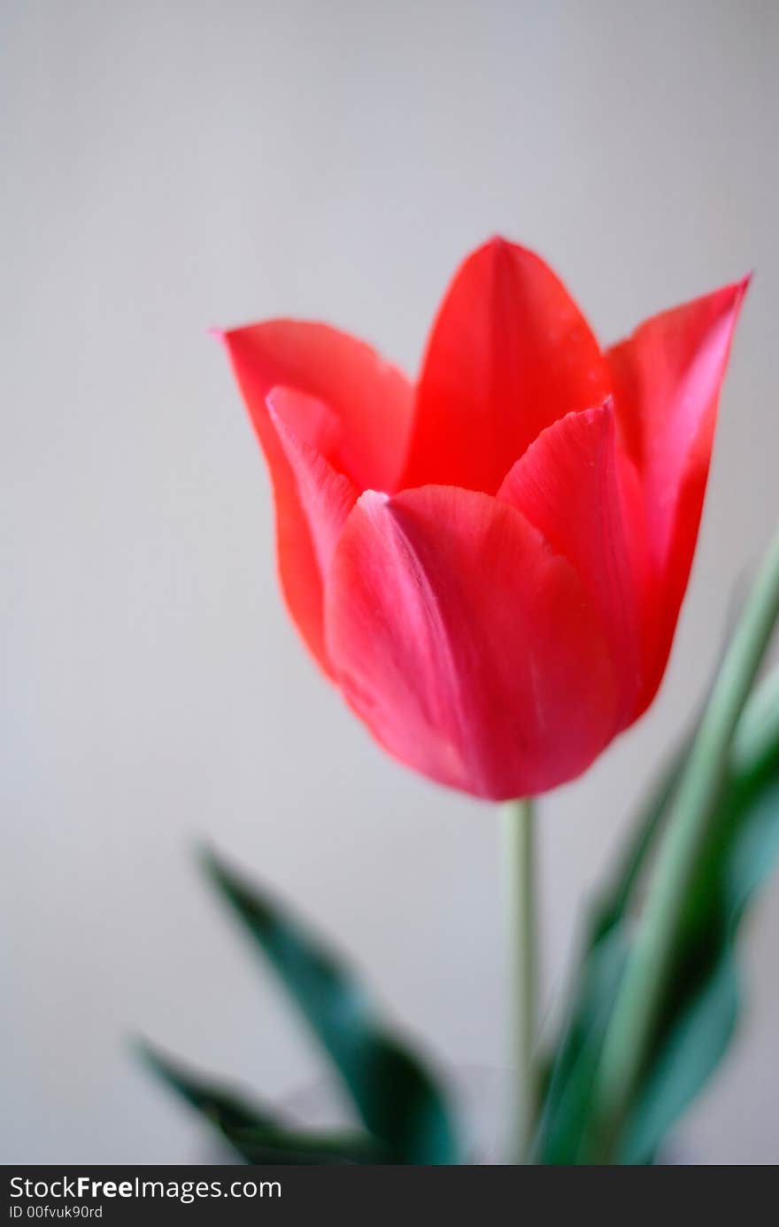 One red tulip on background of grey wall