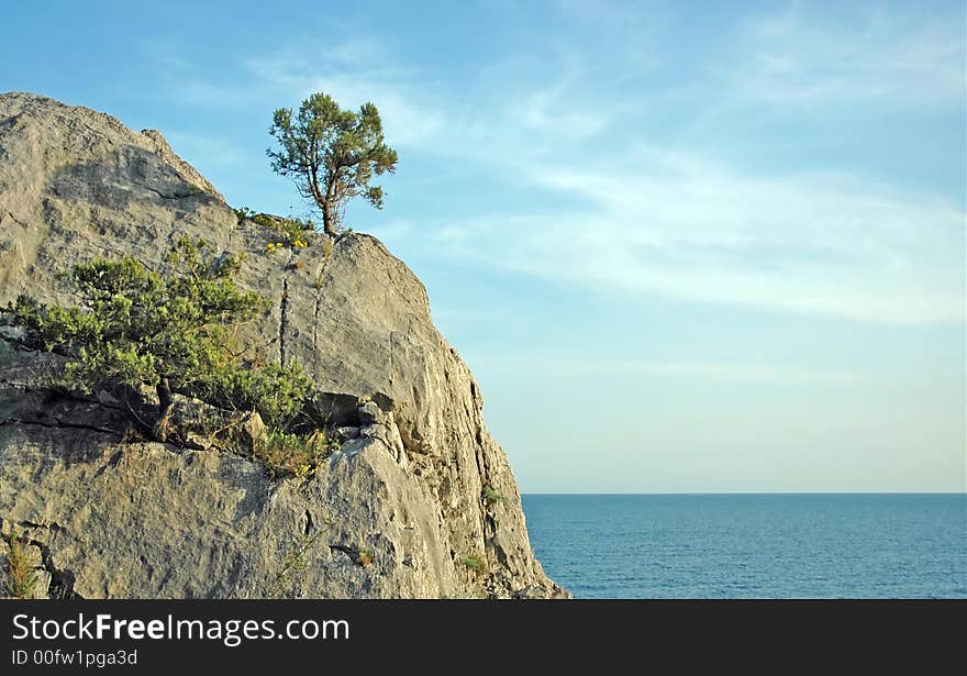 Lonely viable tree on the rock