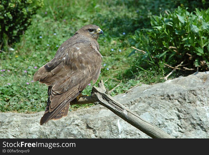 A wild common buzzard, on a branch. A wild common buzzard, on a branch