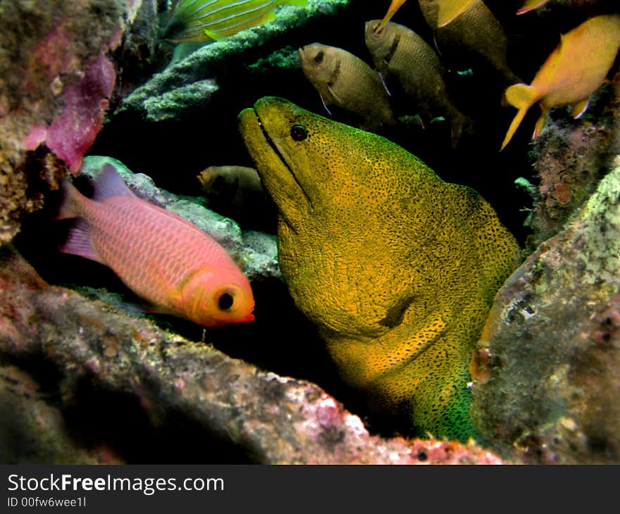 Giant Moray