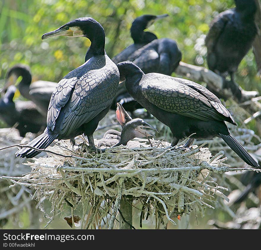 Black cormorans feeding their nestlings. Black cormorans feeding their nestlings